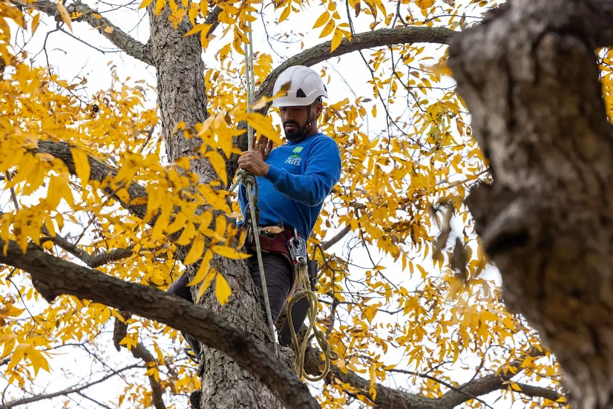 Skilled Tree Transplanting crew working in Spray
